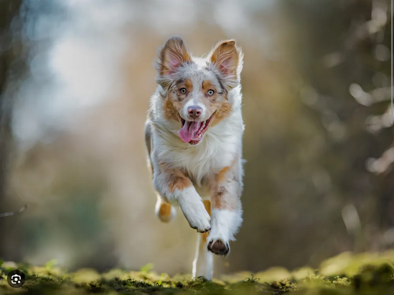 Dog Poop Pickup in Lodi Michigan