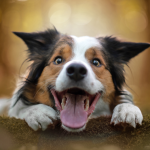 Dog Poop Pickup in Lodi Michigan