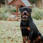 Dog Poop Pickup in Lodi Michigan