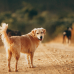 Dog Poop Pickup in Lodi Michigan